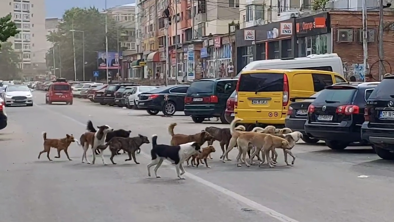 Sute de câini vagabonzi bântuie pe străzile din Caracal, oamenii sunt disperați