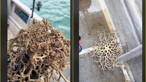 A crezut că e o plantă uscată, dar când a atins-o a avut parte de șocul vieții. Oamenii au luat foc după ce au văzut imaginile pe internet VIDEO