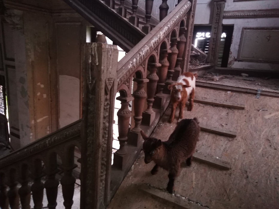 Caprele au luat în stăpânire Palatul Pleșa