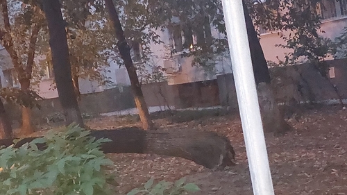 Se întâmplă din nou! Un copac s-a prăbuşit peste maşini într-o parcare din Sectorul 3