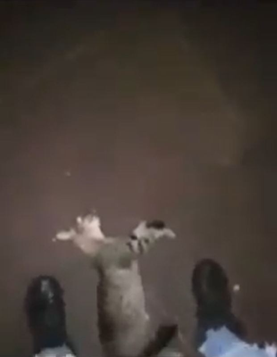 Un băiat de 16 ani a omorât o pisică, iar scenele traumatizante au fost filmate chiar de el. Felina a murit în chinuri groaznice într-un parc din Timișoara