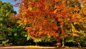 METEO: Vreme frumoasa in toata tara