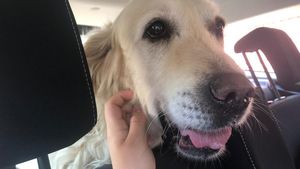 De cascadorii râsului! S-a întâmplat la grădina zoologică: au înlocuit leul cu un câine și au sperat că vizitatorii nu-și dau seama