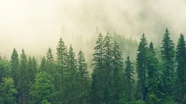Scene desprinse dintr-un film de groază într-o pădure din Mureș! Ce au pățit câțiva locuitori în timp ce se îndreptau cu sicriul la cimitir