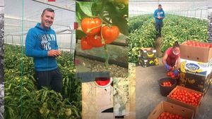 Oltenii au scos primele roșii românești pe piață. Cât costă un kilogram de "trufandale"