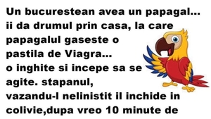 BANCUL ZILEI | Un bucureștean avea un papagal. Îi dă drumul prin casă și găsește o pastilă de Viagra