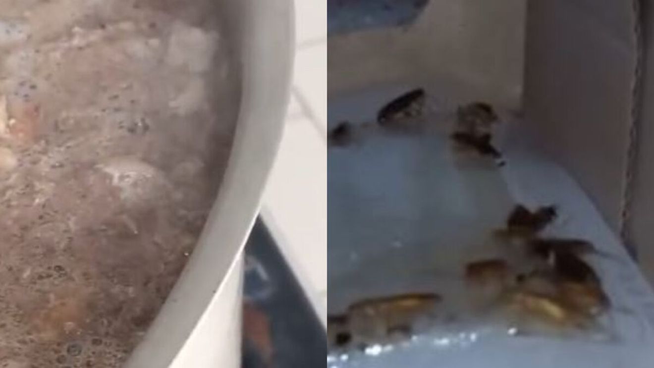 Ce au descoperit inspectorii ANPC în cantina unui liceu. Mâncare ținută lângă gândaci și capcane pentru rozătoare