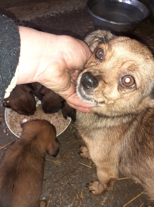 Câinii salvați de Maria ajung să fie adoptați și în străinătate