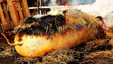 Ignatul: tradiții și obiceiuri în ziua sacrificării porcului de Crăciun