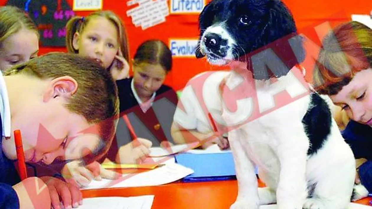 Catel educator la scoala