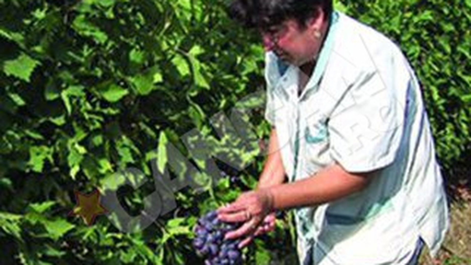 Productie-record la struguri
