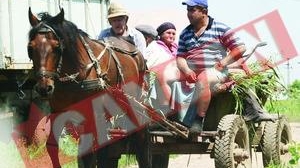 Primul dosar penal pentru maltratarea animalelor