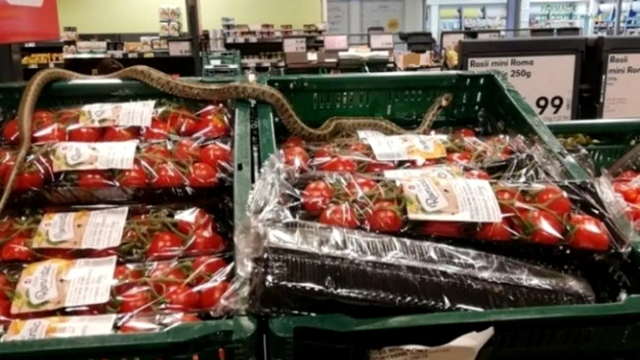 Caz șocant într-un supermarket! Un șarpe de un metru a fost găsit între rafturile de fructe/legume