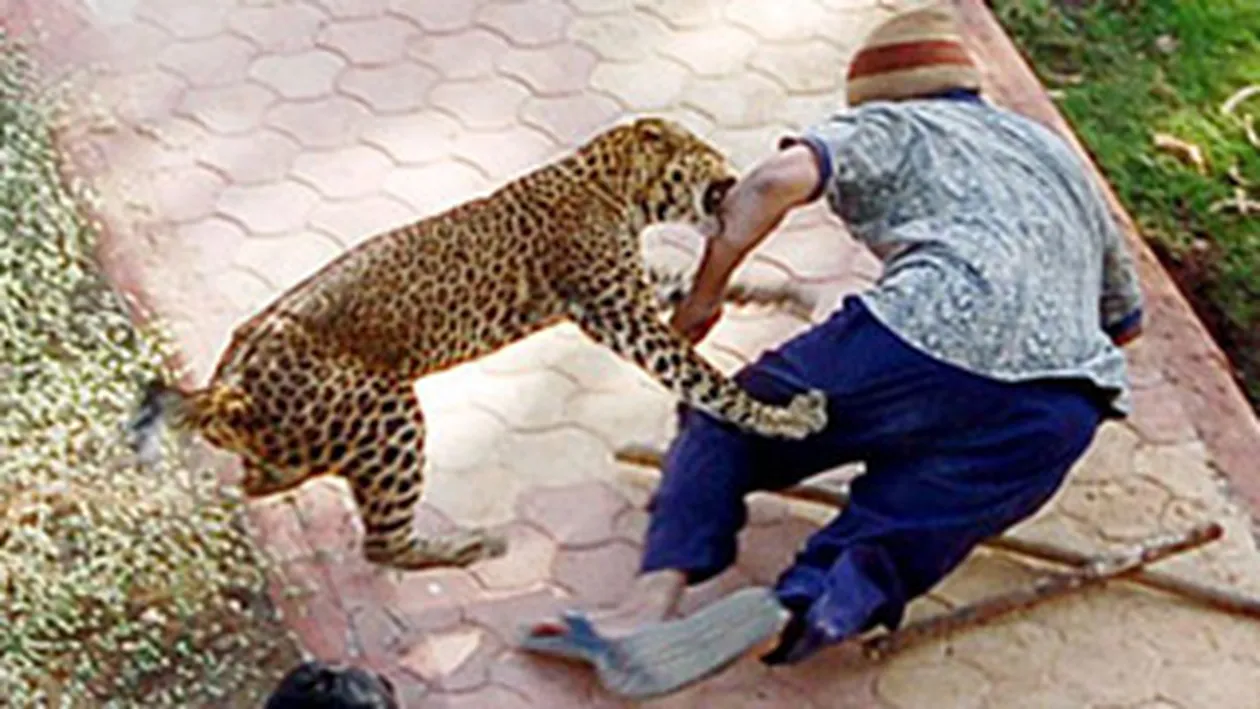 SOC LA ZOO! Un baiat a fost atacat de un leopard!