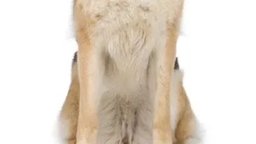 Ce spune animalul de companie despre el