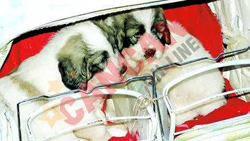 Plimba ciobanesti in loc de bebelusi