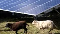 Ce se întâmplă dacă animalele pasc sub panouri fotovoltaice instalate pe pășune. Răspunsul te va uimi