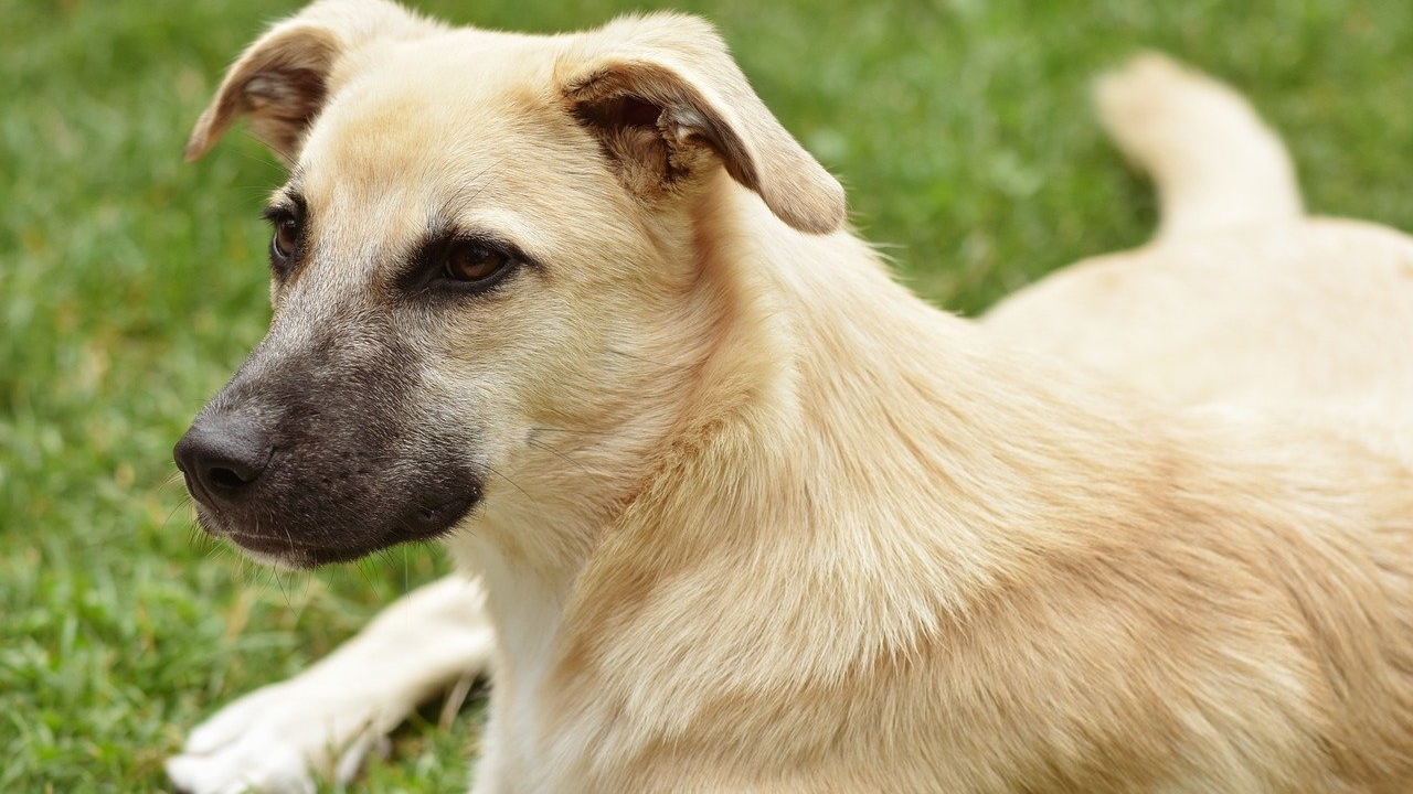 Taxa pe câine a fost introdusă în România. Cât este si de ce o plătesc și oamenii fără patrupezi
