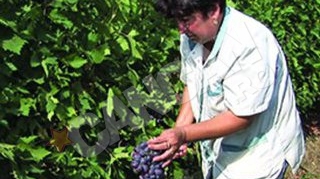 Productie-record la struguri
