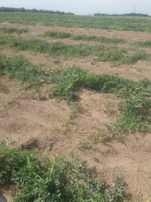 Producătorii se plâng că pepenii nu sunt profitabili