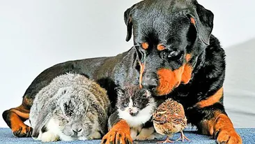 Rottweilerul Dave e mamica tuturor