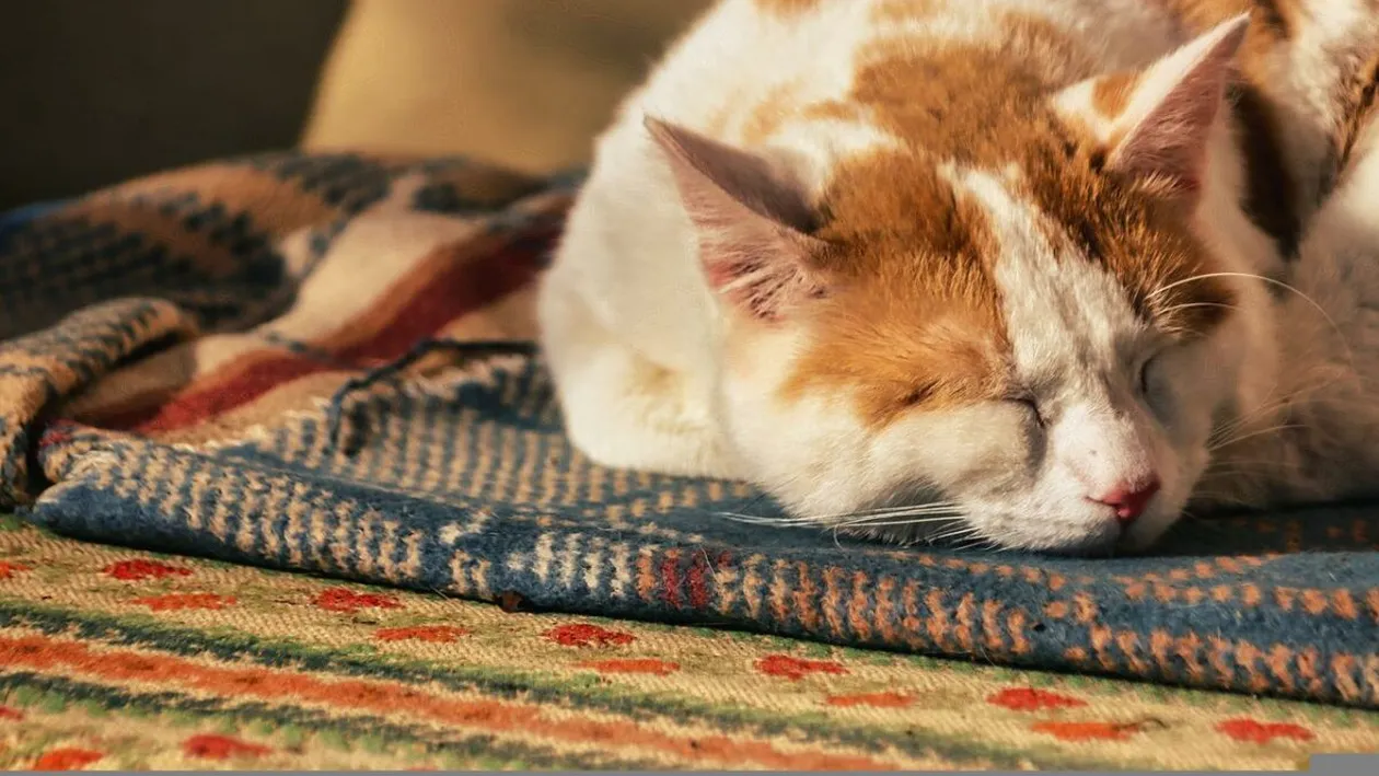 Cum să scapi de insomnie. Top 7 trucuri ca să adormi mai repede