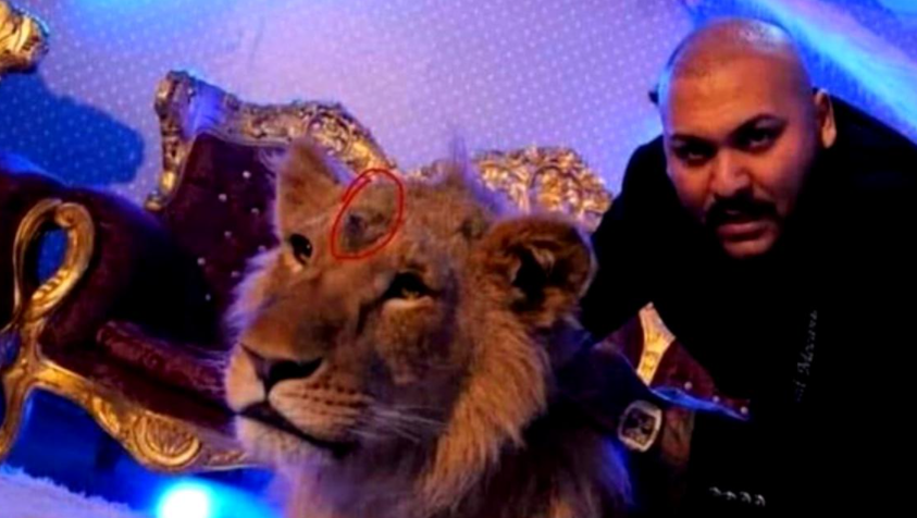 Dani Mocanu sfidează, din nou legea! Manelistul s-a pozat lângă un alt animal sălbatic
