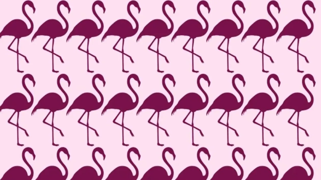 TEST IQ | Găsiți care pasăre flamingo este diferită de toate celelalte