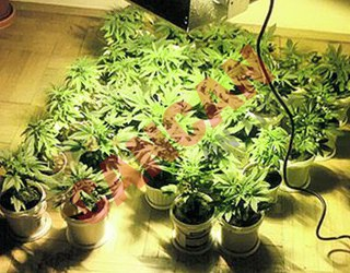 Traficantul cultiva canabis în casa bunicilor