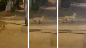 Clipe de groază în Pitești! Un bărbat a fost atacat de o vulpe după ce a încercat să își salveze pisica din colții fiarei sălbatice