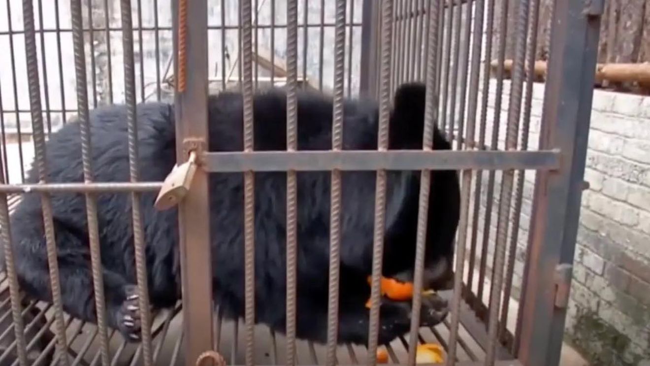 Femeia a crezut că a adoptat un câine, dar în câteva luni au avut parte de șocul vieții. Ce animal avea, de fapt, în locuință