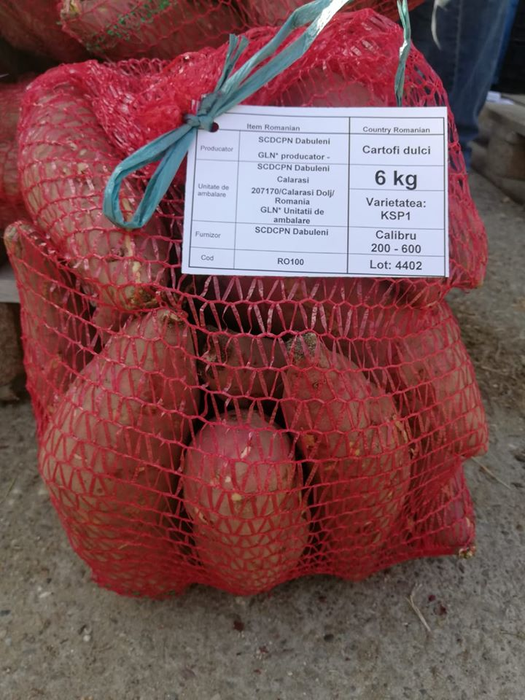 Institutul din Dăbuleni a dat lovitura cu cartofii dulci