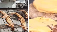 Cât costă un burger cu carne de crocodil, la un festival de lângă București. Mulți români se înghesuie să-l guste!