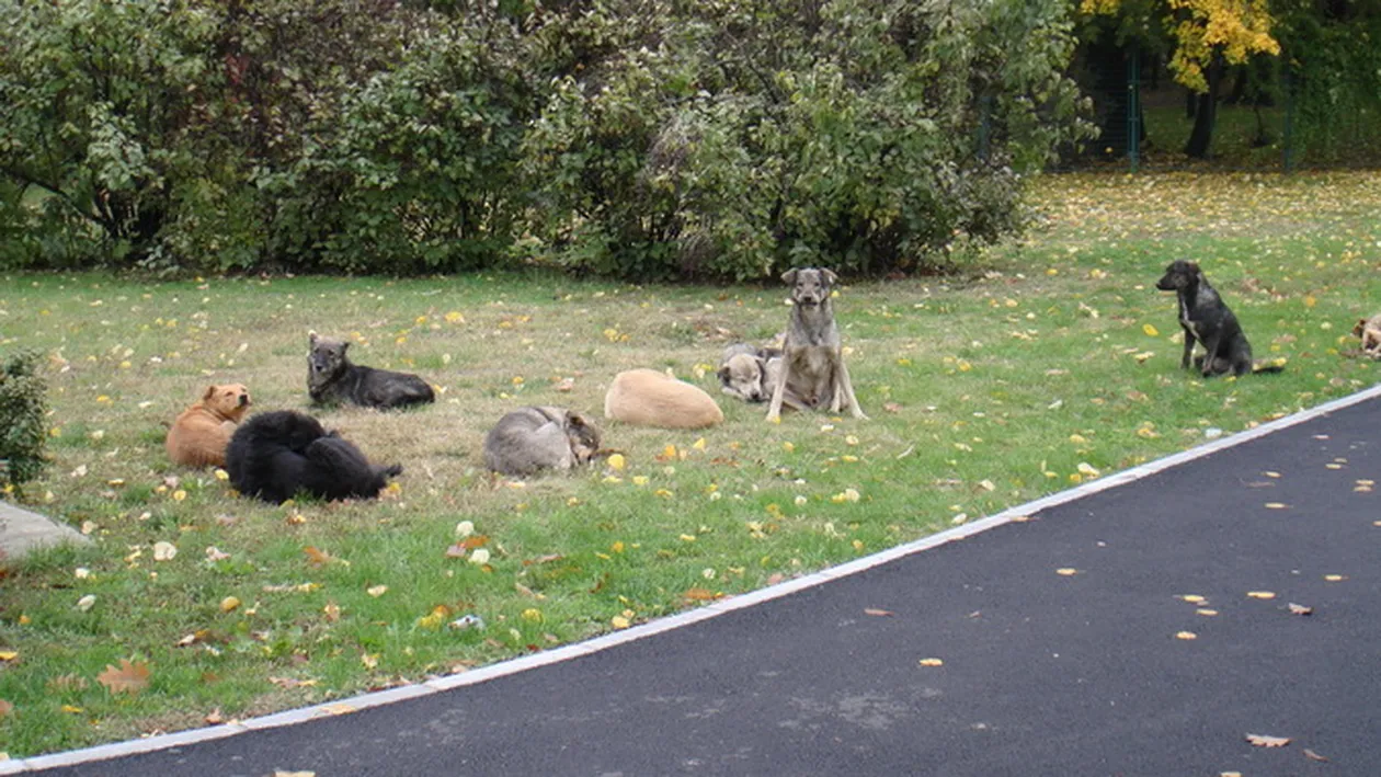 Platit sa ucida caini! Un medic veterinar acuzat de malpraxis a omorat 1.000 de maidanezi