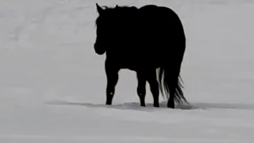 Iluzia optică ce a înnebunit internetul | Ce face calul din imagine? Vine sau pleacă?