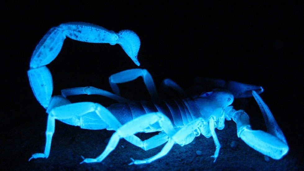 Horoscop zilnic: Horoscopul zilei de 1 ianuarie 2020. Scorpionii dau dovadă de un magnrtism aparte