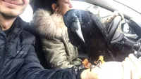 Un cuplu din Târgu Jiu are drept animal de companie... o cioară. Cronco are camera ei și este nedespărțită de stăpâni