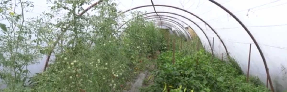 Un profesor din Bihor a dat lovitura cu o afacere rară în România. Ce cultivă acesta într-o seră specială
