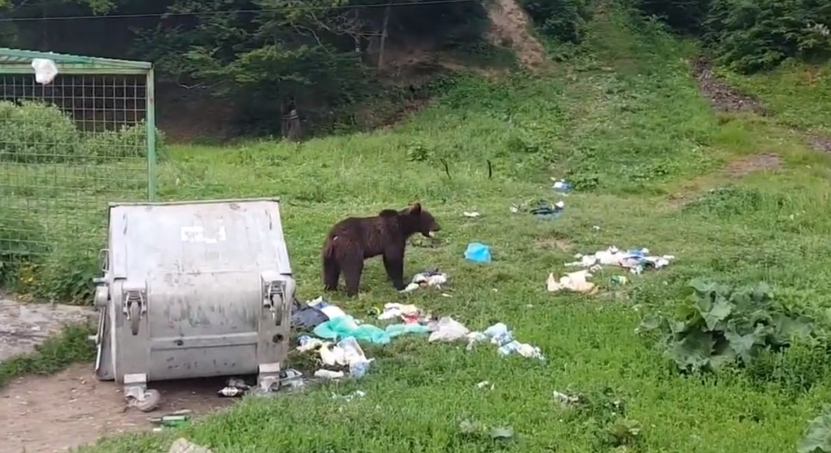 Un urs a fost surprins în timp căra ce saci de gunoi spre pădure, în Prahova