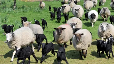 Toate oile albe au fatat miei negri