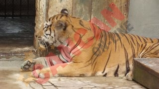 VIDEO Un sibian a ajuns la spital cu piciorul sfartecat de un tigru de la Gradina Zoologica