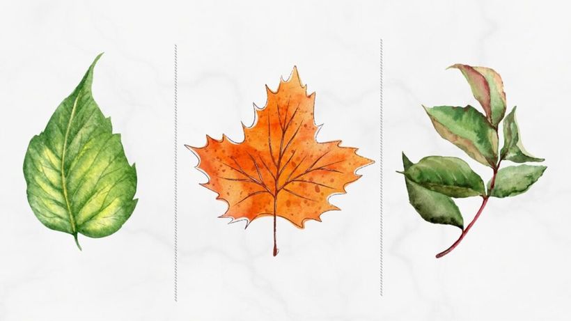 Cel mai tare test psihologic | Alege o frunză și vei afla care este, de fapt, puterea ta ascunsă