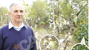 Semn clar ca ne asteapta o iarna lunga si grea. A inflorit parul langa gutuile coapte!