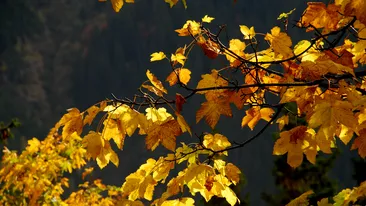 Iarna isi intră in drepturi! Află cum va fi vremea până la sfârsitul lunii octombrie. Temperaturile scad considerabil