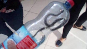 Panică în Târgu-Jiu! Un șarpe a fost descoperit într-un mall