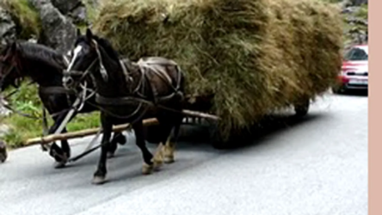 Un barbat din Caras-Severin a murit strivit de rotile carutei in care se afla