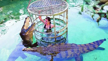 In cusca, printre crocodili