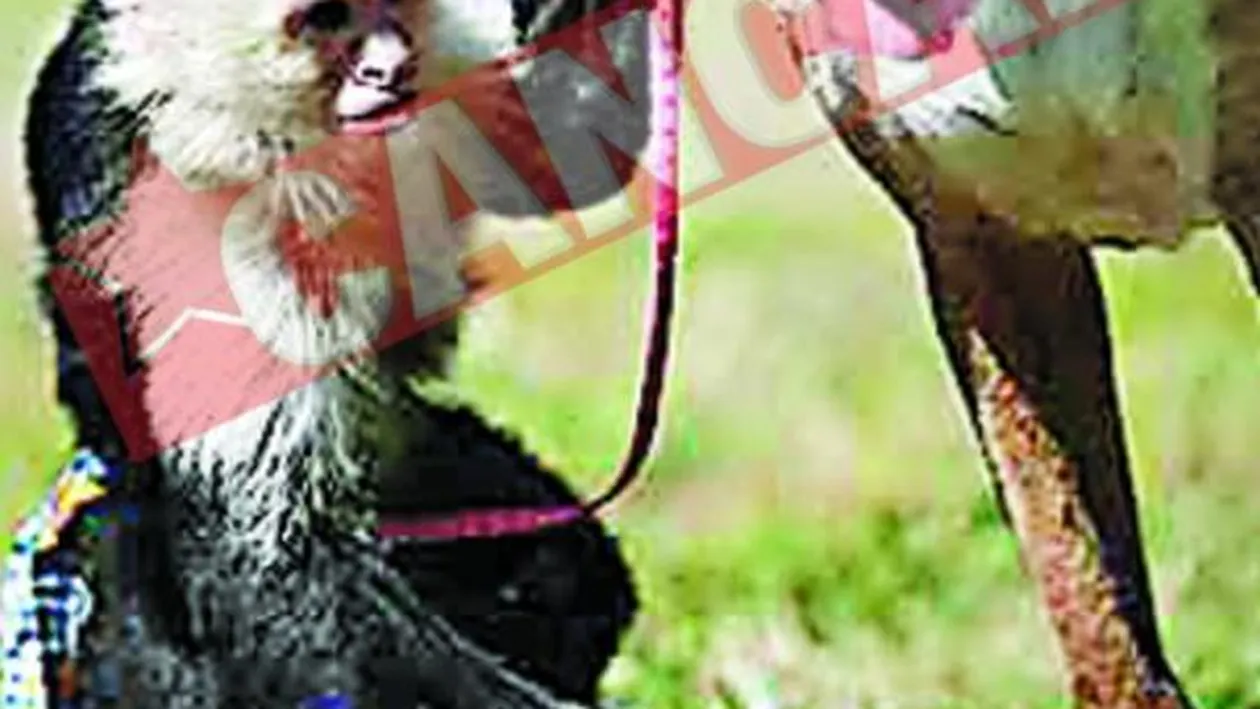 Maimuta care plimba cainele