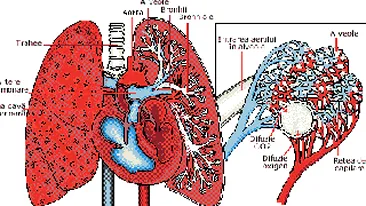 EVOLUTIE MEDICALA! Plamanii artificiali, la un pas de a deveni realitate!