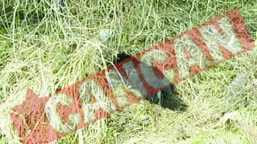 Lagar de exterminare a cainilor comunitari in Radauti